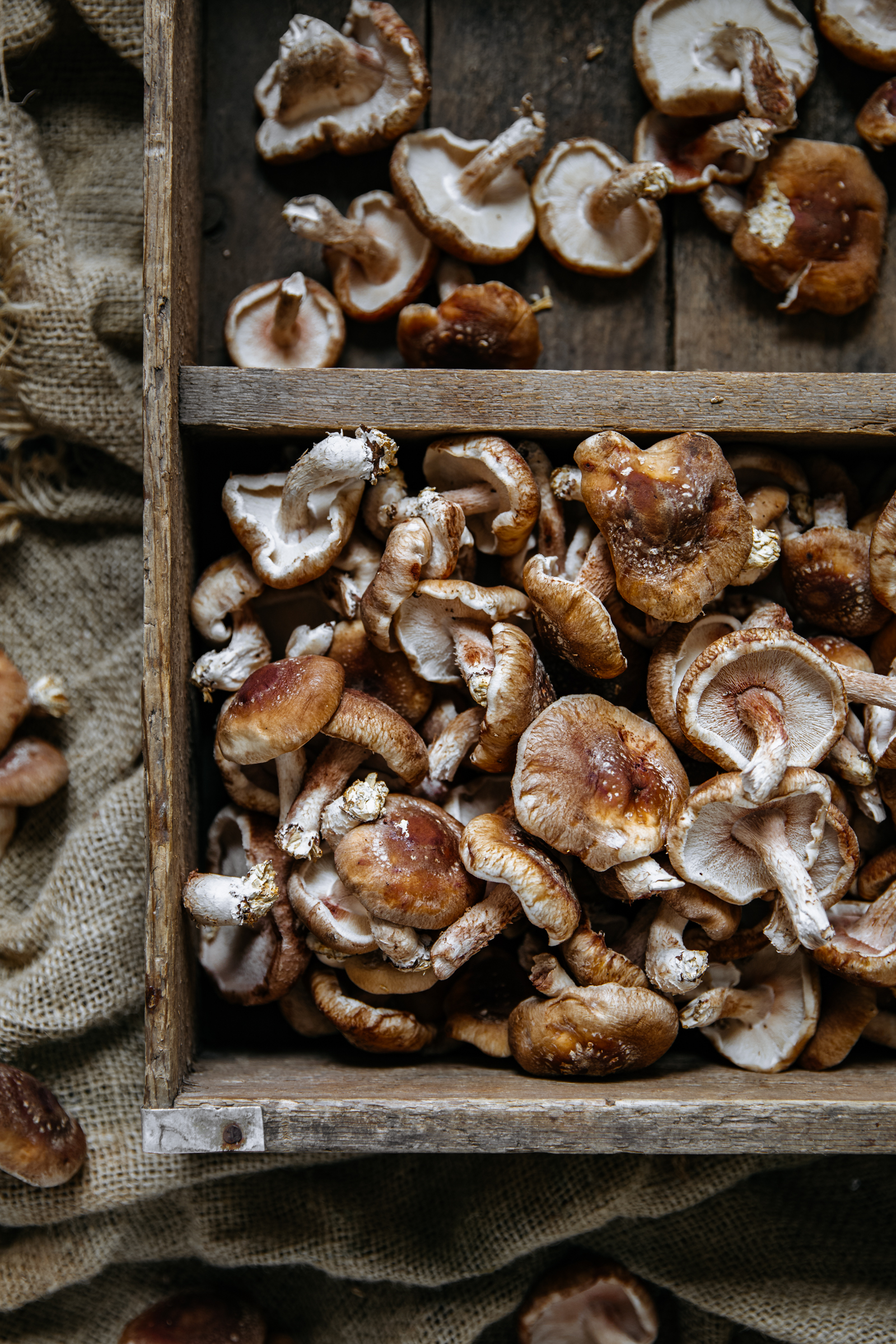 Crate of shiitake mushrooms