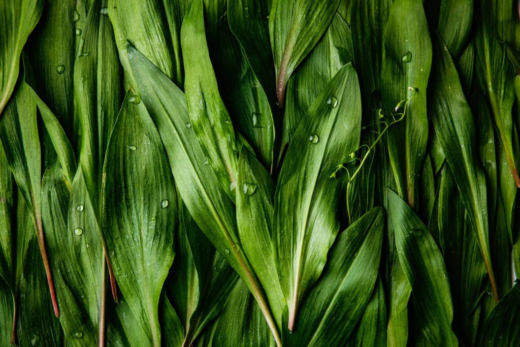 Charred Ramp Butter with Coriander — add1tbsp