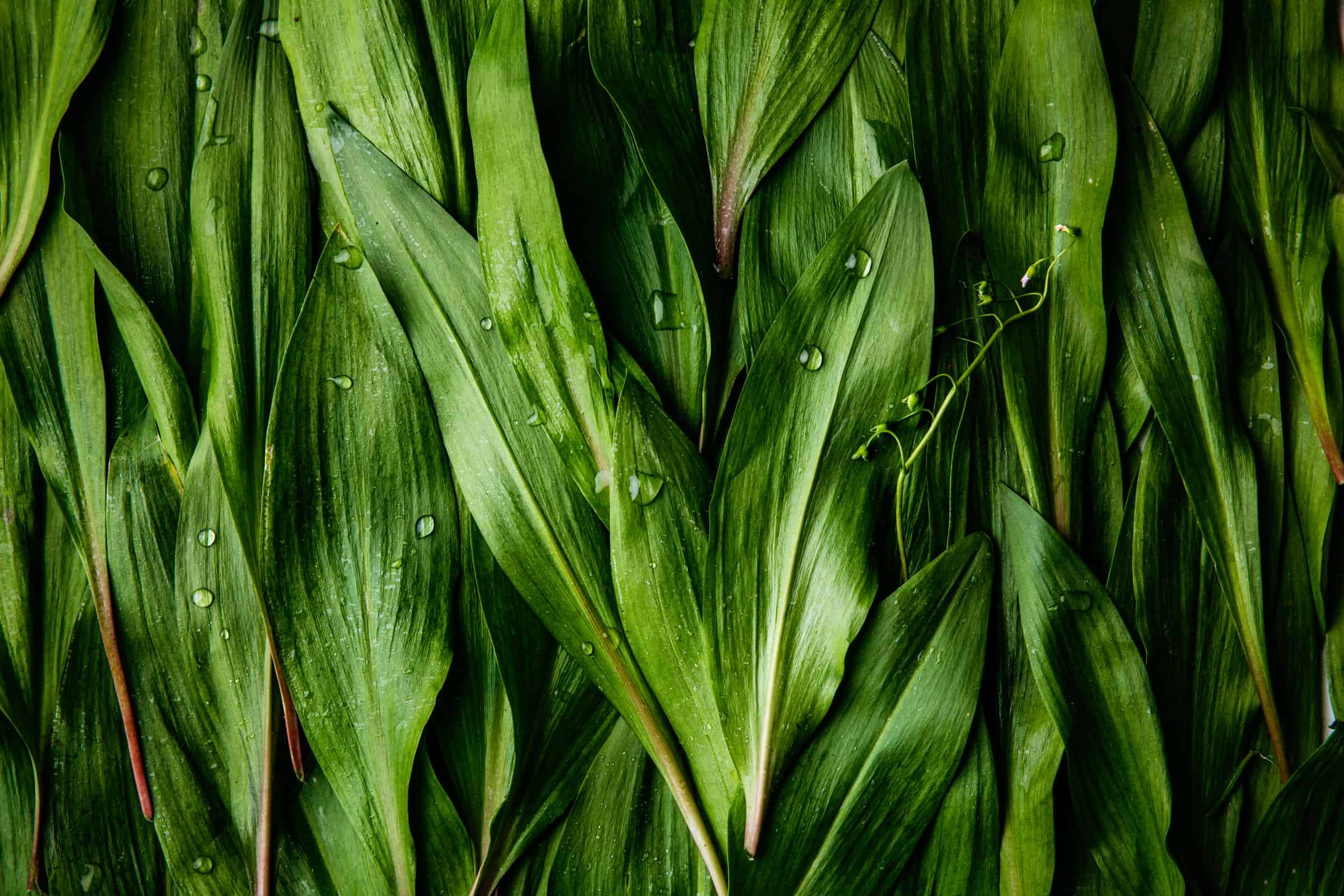 Close up of ramps with water drops