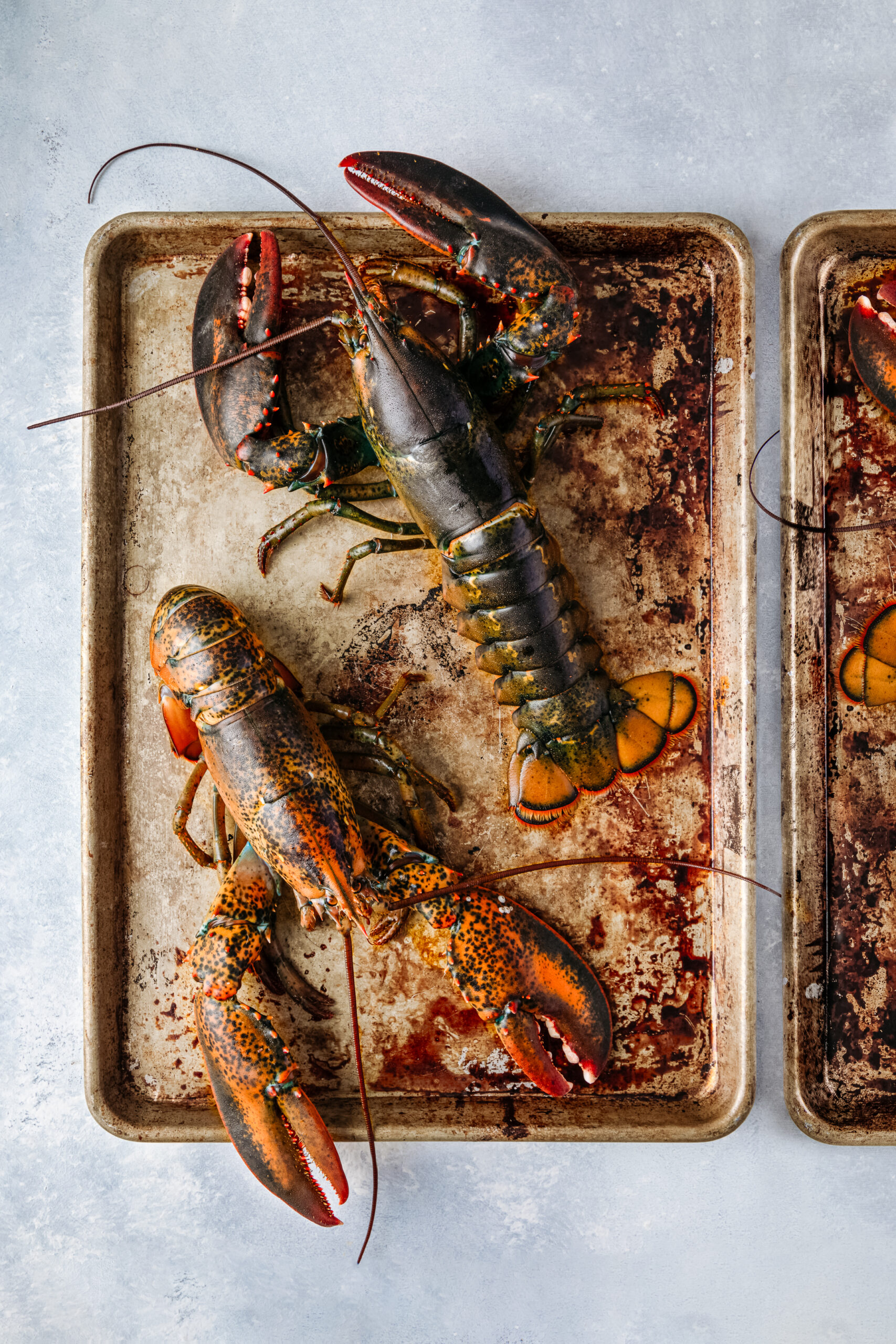 Whole live lobsters on a sheet pan